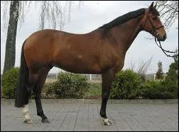 Il est le fruit de croisements de juments locales avec des purs sangs anglais, arabes et des hanovriens. Qui est-ce ?