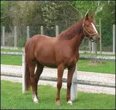 Il vient de France, il se nomme ...