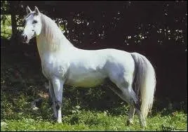 Cheval de gala destin  l'quitation classique, il est associ  jamais  l'cole de Vienne. Il est apprci dans les attelages pour sa robustesse et en dressage pour son obissance. C