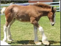 Comment s'appelle ce cheval qui pse entre 700 kg et 1 tonne ?