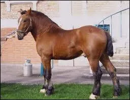 Ses disciplines sont : cheval de trait et CSO, il se nomme ...