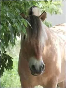 Quelle est la race de ce cheval ?