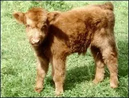 Voici Gaillard, le nouveau-n de notre vache :