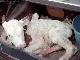 Et voici Gaillarde, une petite cousine qui vient juste de natre :