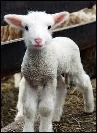 Quel est ce jeune animal ?