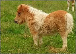 Voil Polichou, un bb :