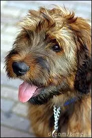 Destin  devenir chien de garde, quel est ce chiot ?