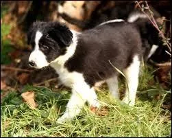 Encore un chiot qui sera utile  la garde du btail :