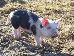 Puis Grognon, il a 3 mois, c'est un :