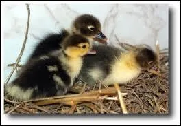 Voil Couic-Couic, c'est un :