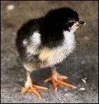 Voici Flic-Floc, c'est un :