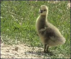 Et voil Clip Clop, c'est un :