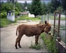 Voil Bourriquot, c'est un :