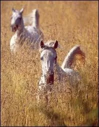 Avec quoi entretien-t-on les cuirs ?