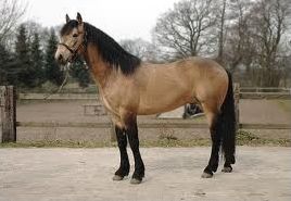 Quiz Poneys
