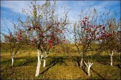 Les fruits tombant (... ) qu'on les (... )