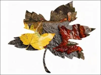 Toutes leurs larmes en automne (... )  (... )