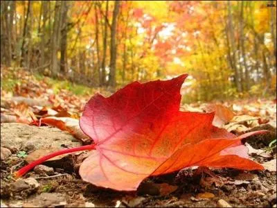 Les feuilles Qu'on (... )