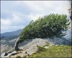 Tu (... ) quand l'ouragan soufflera dans les (... )