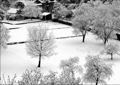 Quand (... ) (... ) neig Dans les vergers