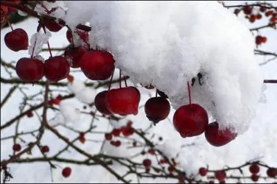 De neige et de fruits (... )