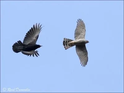 Au fond du ciel Des (... ) planent