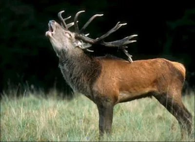 Aux (... ) lointaines Les cerfs ont (... )