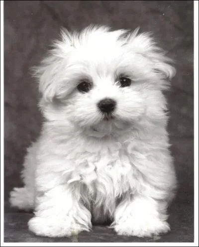 Quelle est cette race de chien ?