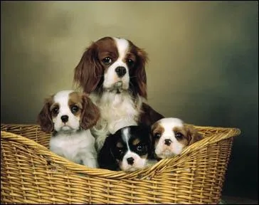 Quelle est cette race de chien ?