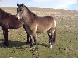 Le connemara est un poney de selle...