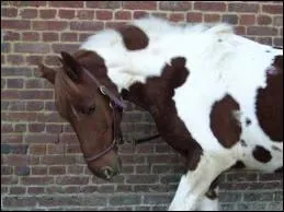 Quelle(s) robe(s) n'est(ne sont) pas admise(s) ?