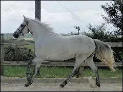 Quelle est sa taille ?