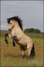 Le connemara est un grand cheval...