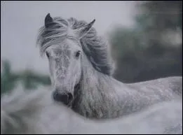 Quelle robe est la plus rpandue chez le Connemara ?