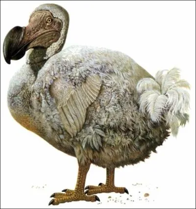 Le dronte de Maurice (ou dodo) a t extermin un sicle aprs sa dcouverte et il est devenu le symbole des espces rcemment teintes. Qu'est-ce qui est faux le concernant ?