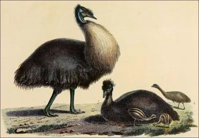 L'meu de Baudin a t dcouvert par Nicolas Baudin en 1802, lors d'une expdition sur l'le Kangourou. 30 ans plus tard, cette espce a mystrieusement disparue. Dans quel milieu vivait cet oiseau ?