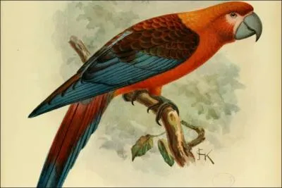 Le ara tricolore, endmique aux les des Pins et de Cuba tait chass pour servir d'animal de compagnie. En quelle anne a-t-on pu l'observer pour la dernire fois ?