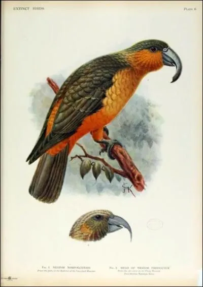 Le dernier spcimen de nestor de Norfolk s'est teint  Londres en 1851. Quel est le lieu d'origine de ce gros oiseau ?