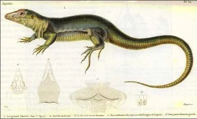 L'ameiva gant de Martinique tait une espce fragile et endmique teinte en 1994. Qu'est-ce qui a pu provoquer son extinction ?