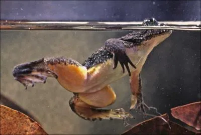 La grenouille plate  incubation gastrique avale ses ufs pour que les ttards se dveloppent dans son estomac. C'est ce qui a d'ailleurs t l'origine de sa perte.