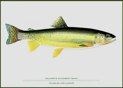 Dans quels tats des tats-Unis vivait la truite  nageoires jaunes ?