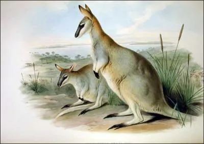 Le dernier wallaby de Grey (macropus greyi) est mort en captivit en 1939. Qu'est-ce qui, en plus de la chasse intensive pour sa fourure, a acclr son extinction ?