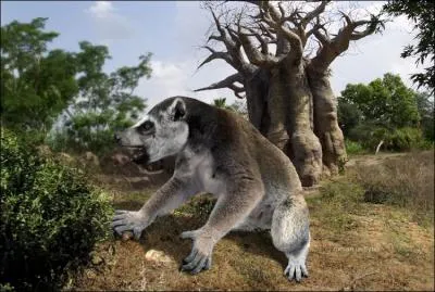 Le megaladapis edwardsi, ou lmurien-koala, s'est teint il y a 500 ans, et vivait comme les lmuriens actuels  Madagascar. C'est le seul primate qui ait. .