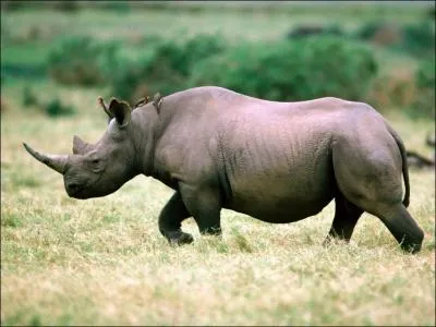 En quelle anne le rhinocros noir d'Afrique de l'Ouest a-t-il compltement disparu ?