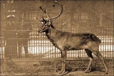 Le cerf de Schomburgk vivait dans les zones marcageuses de Thalande. Comment est mort le dernier spcimen en captivit en 1938 ? Il tait conserv dans la province de Samut Sakhon.