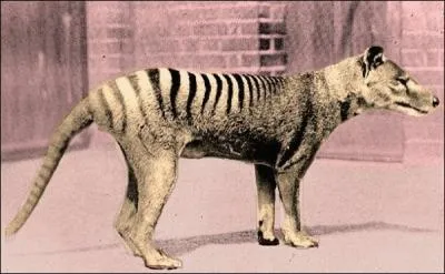 Le dernier thylacine vivant a t captur en 1933 pour tre mis dans le zoo de Hobart o il succombera  la suite de ngligence 3 ans plus tard. Que lui reprochait les clons ?