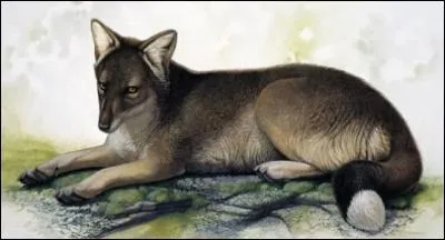 Le loup des Falkland ou warrah, teint en 1876 est le seul canidae disparu depuis des milliers d'annes et tait le seul mammifre terrestre des les Malouines. De quoi se nourrissait-il dans ce cas ?
