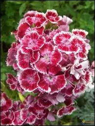 Comment se nomme cette fleur ?