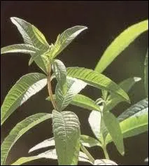 Quelle est cette plante avec laquelle on fait des infusions ?