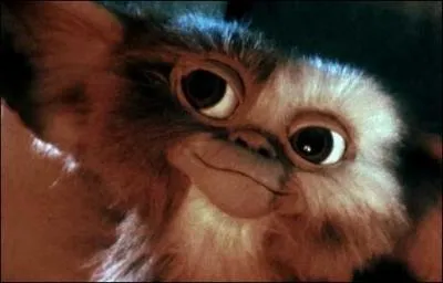 Comment s'appelle le mogwa achet dans le vieux magasin du quartier de Chinatown  New York ?